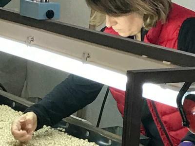 Imagen Prodestur posibilita que el garbanzo de Valseca revalide su certificación de Marca de Garantía